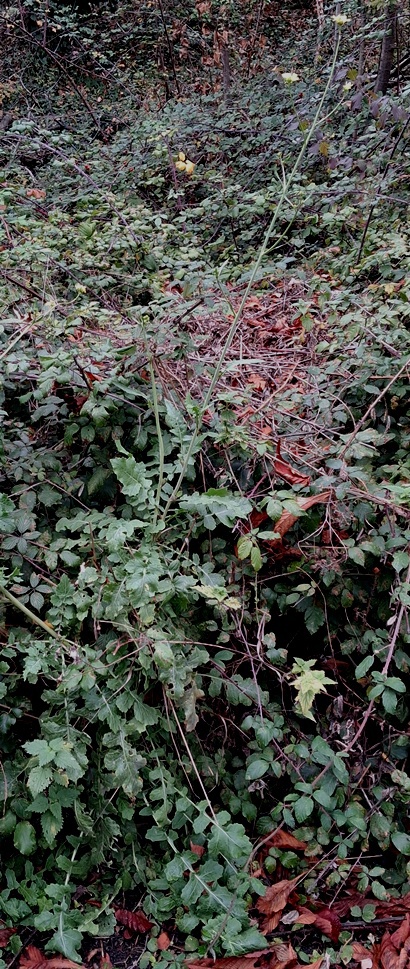 hoary mustard hirschfelia incana