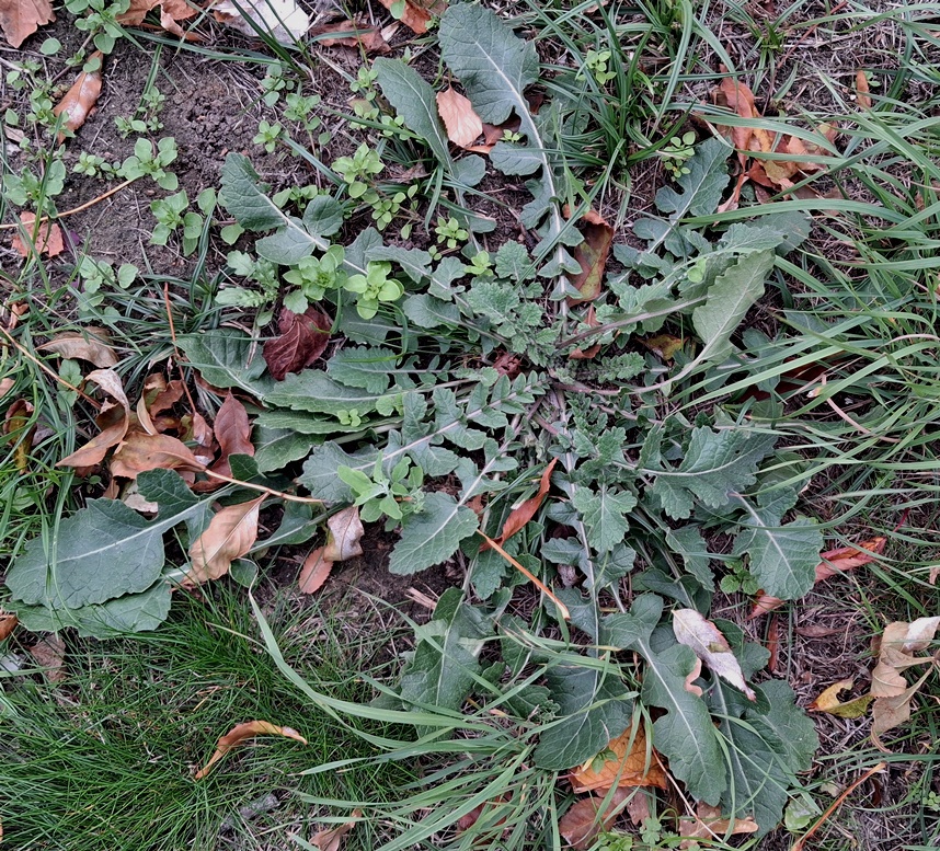 hoary mustard