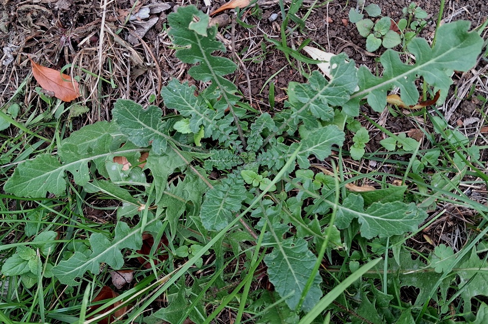 hoary mustard