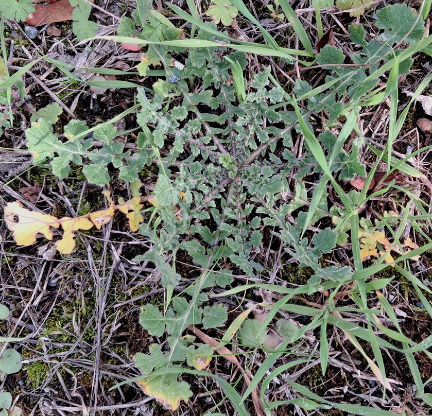 hoary mustard rosette