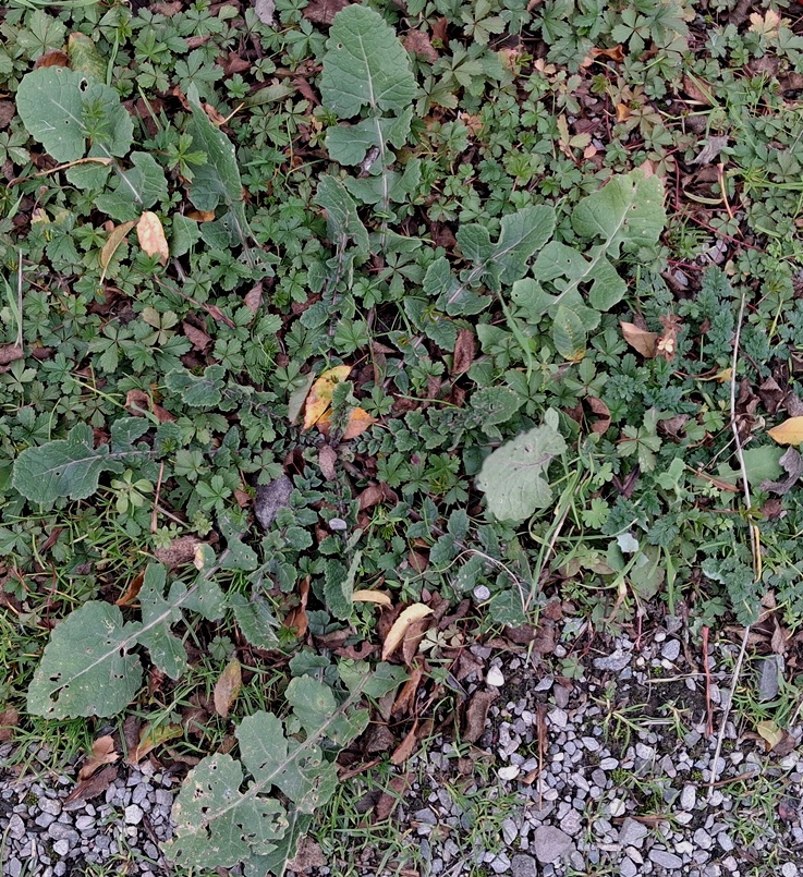 hoary mustard rosette