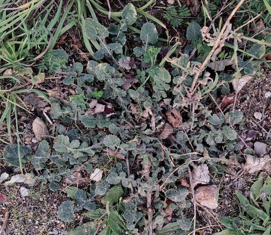 hoary mustard rosette