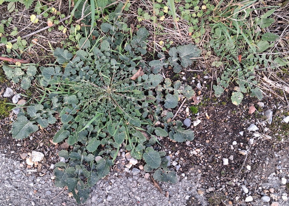 hoary mustard rosette