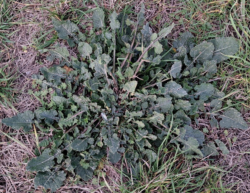 hoary mustard rosette