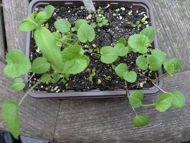 hollyhock seedlings