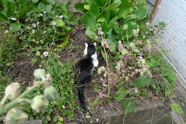 hollyhock seedlings and cat