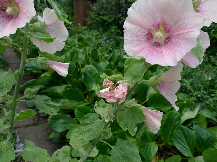 hollyhocks with hoverfly