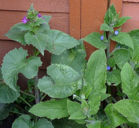 honesty and green alkanet