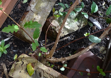 honeysuckle leaves