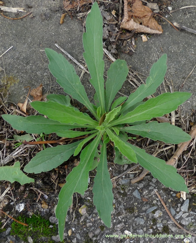 horseweed erigeron canadensis