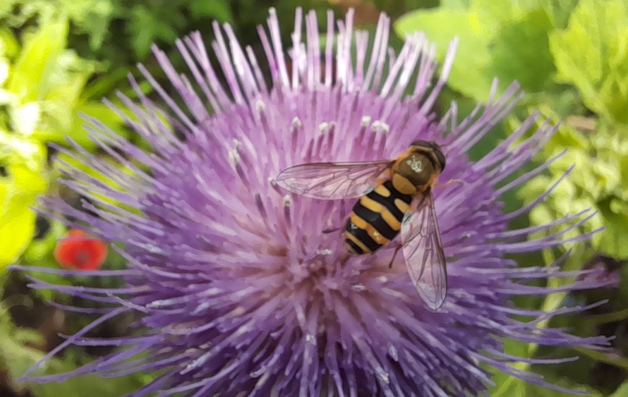 melancholy thistle with hoverfly