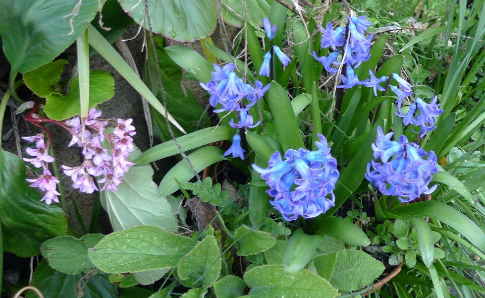 hyacinths and bergenia