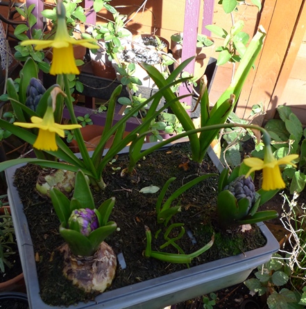 hyacinths and daffodils