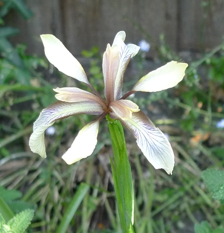 iris foetidissima flower