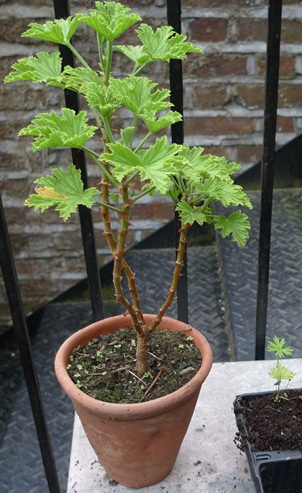 ivy leaved geranium