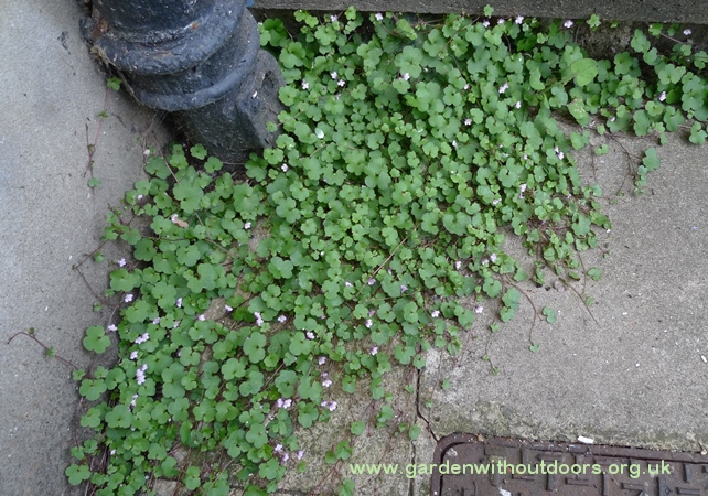 ivy-leaved toadflax