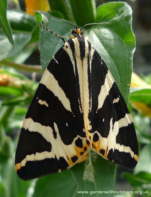 jersey tiger moth