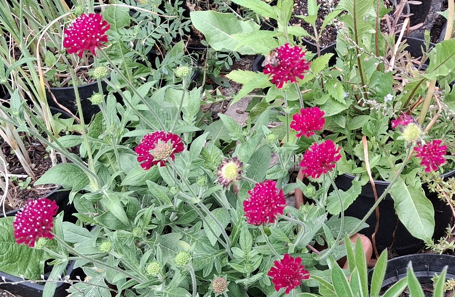 bee knautia