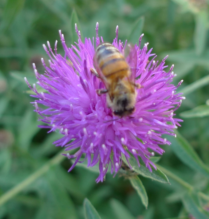 lesser knapweed with bee