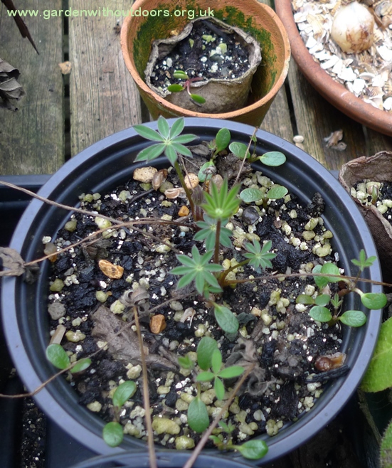 lupin seedlings