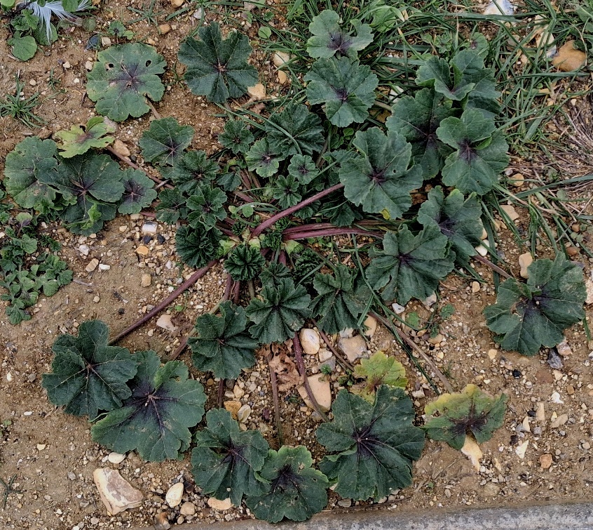 mallow