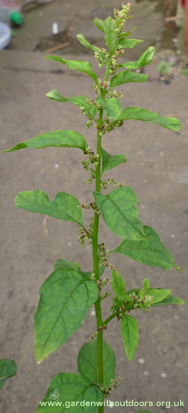many-seeded goosefoot