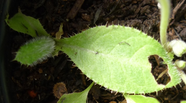 slug-eaten melancholy thistle seedling