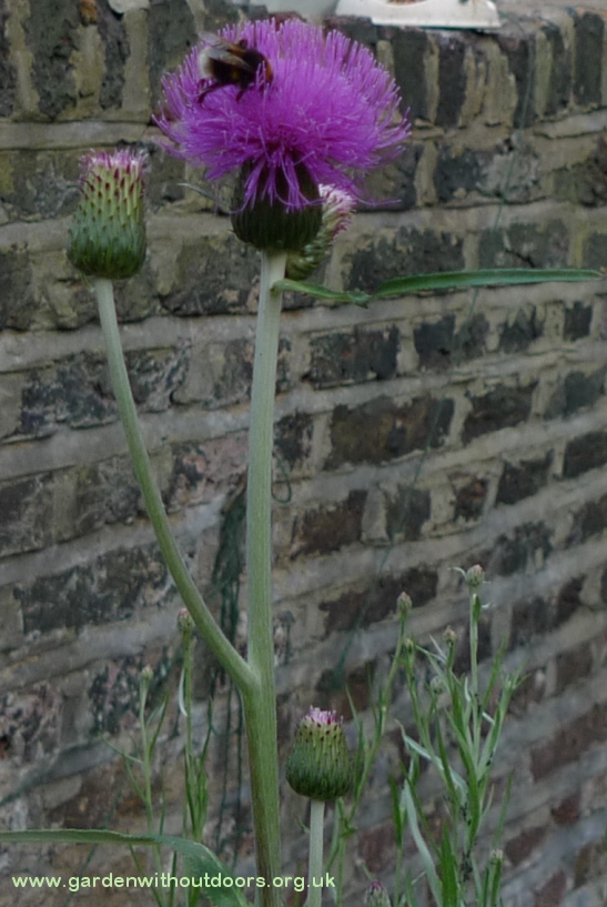 melancholy thistle with bee