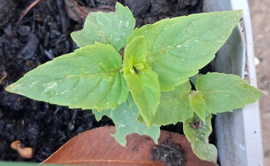 bee balm