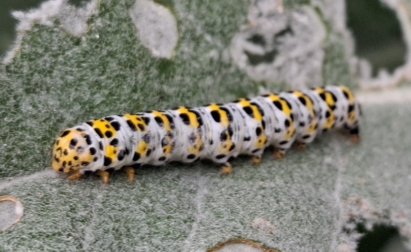 mullein moth caterpillar