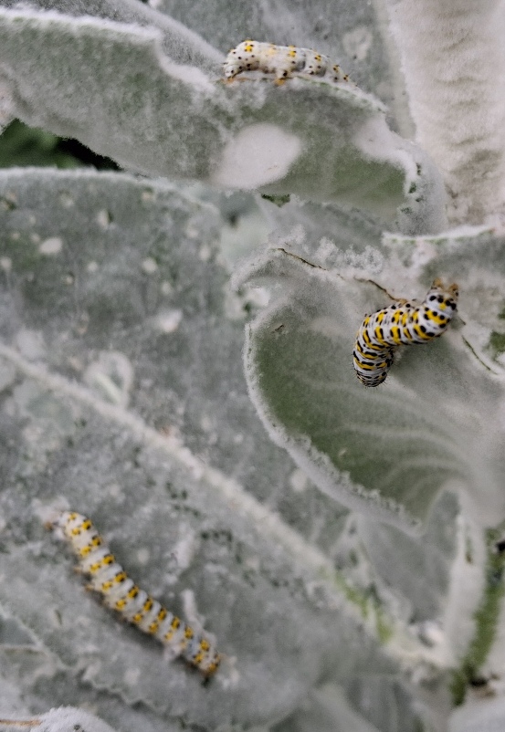 mullein moth caterpillars