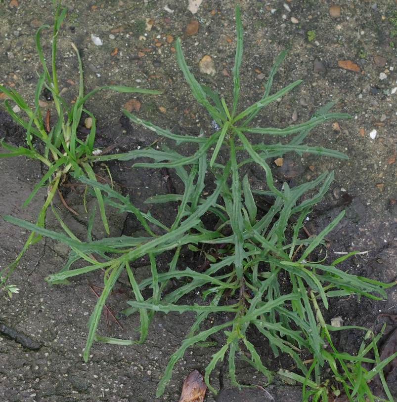 narrow-leaved ragwort (Senecio inaequidens)