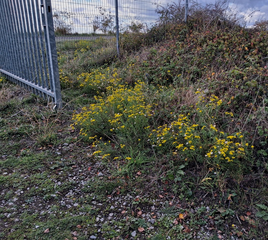 narrow-leaved ragwort