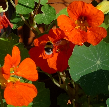 nasturtium with bee