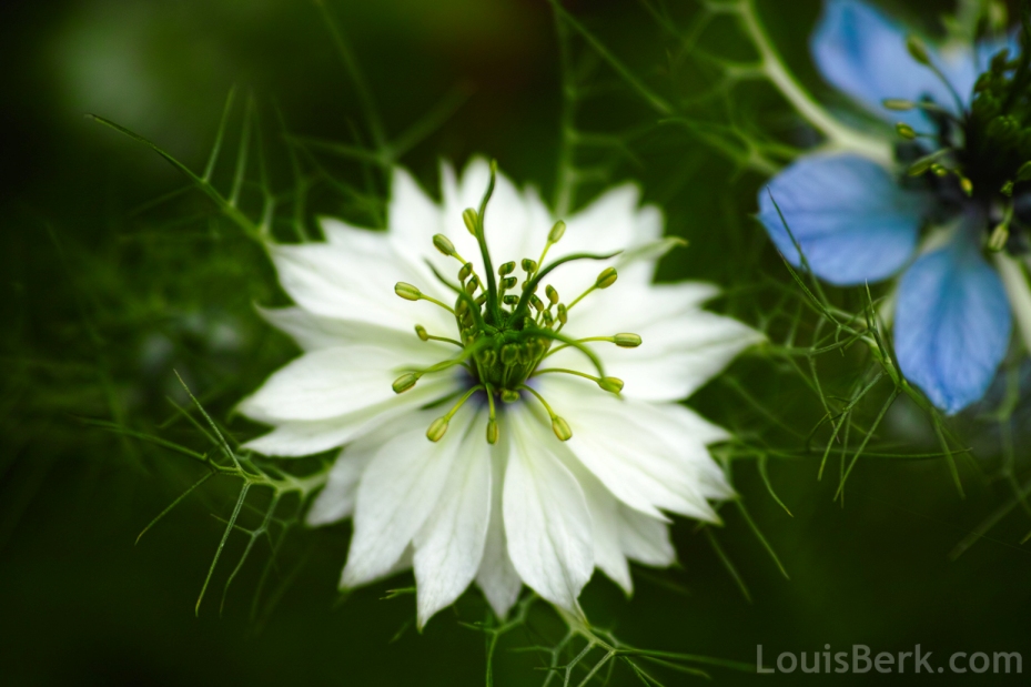 White nigella flower
