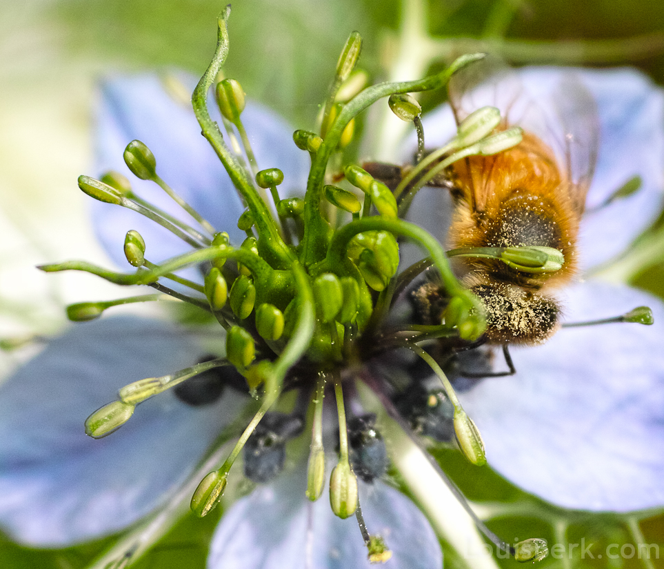 blue nigella flower with bee