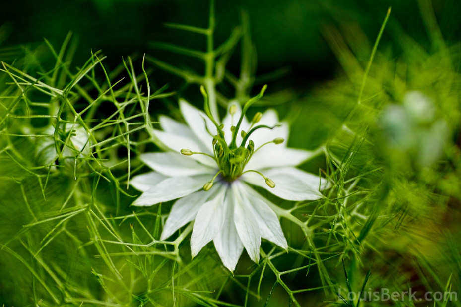 white nigella flower, very love-in-a-mist