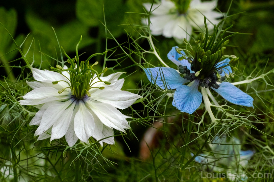 White and blue nigella flowers