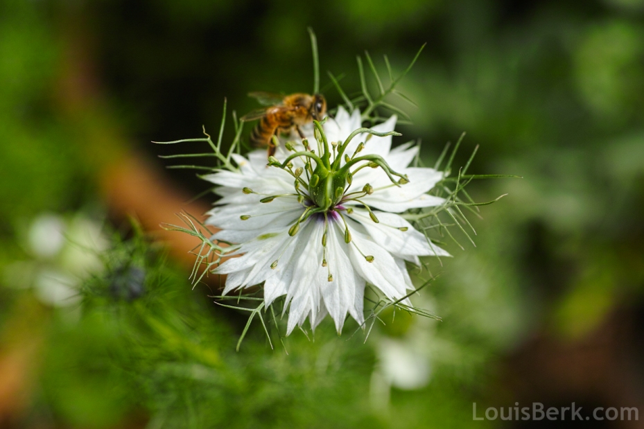 white nigella flower with bee
