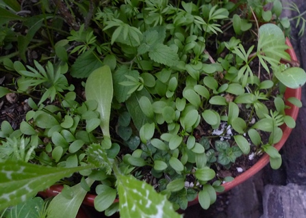 nigella seedlings