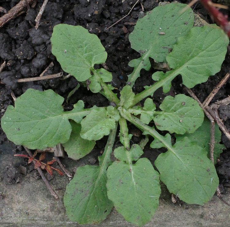 nipplewort initial basal rosette