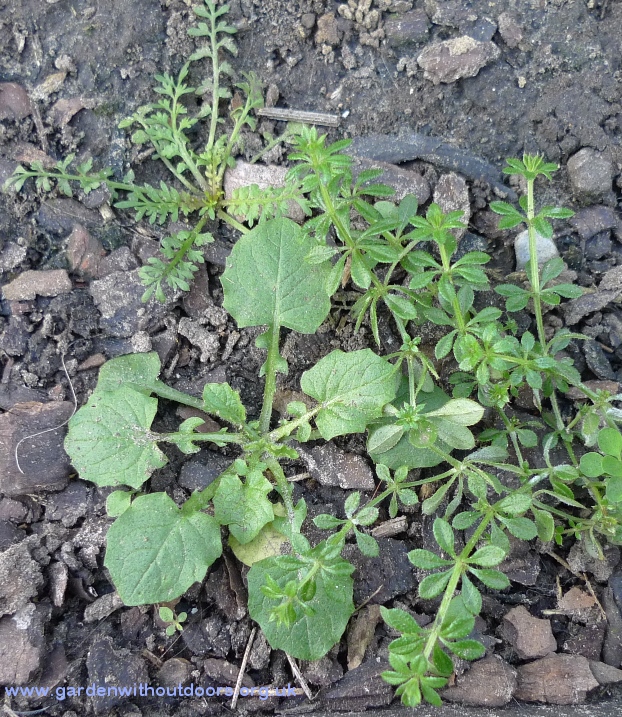 nipplewort initial rosette