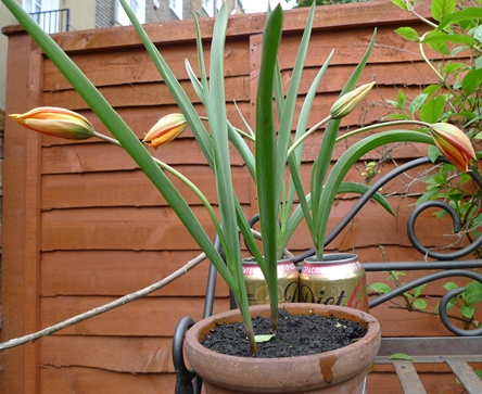 orange tulips in pots