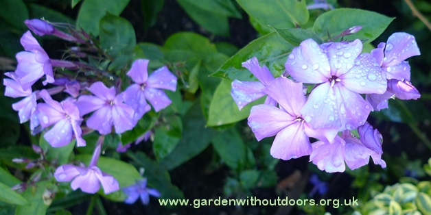 phlox Avenue Gardens Regent's Park
