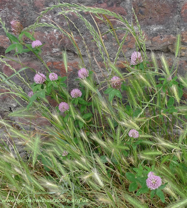 pink red clover