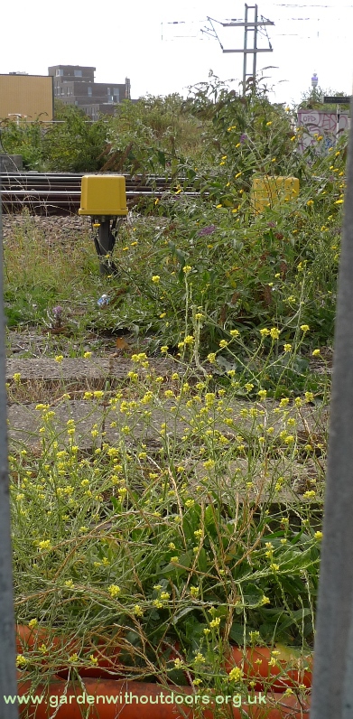 hoary mustard along railway line