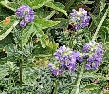 bee polemonium
