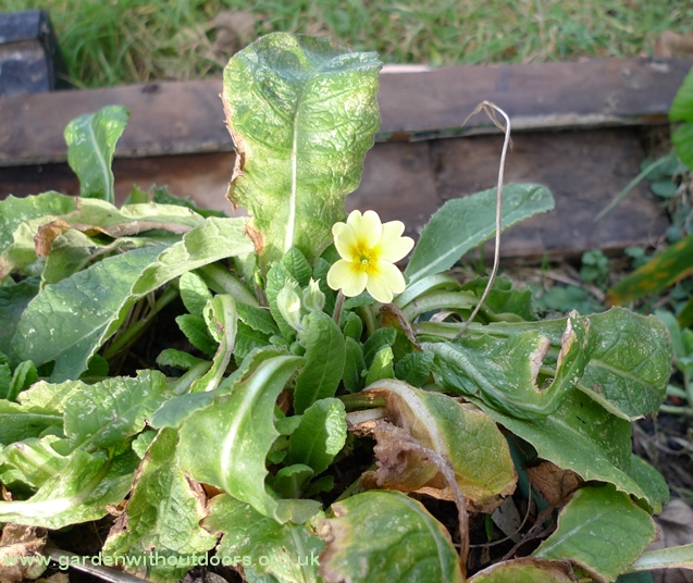 polyanthus