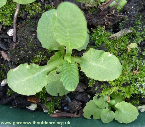 polyanthus seedling