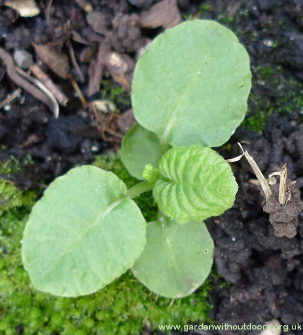polyanthus seedling